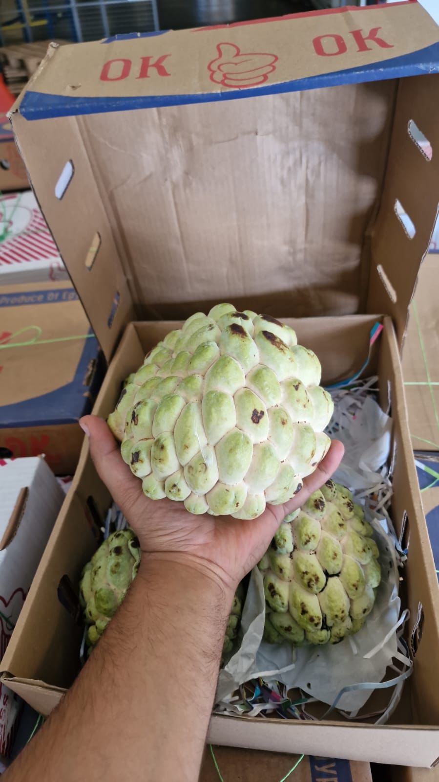 Atemoya