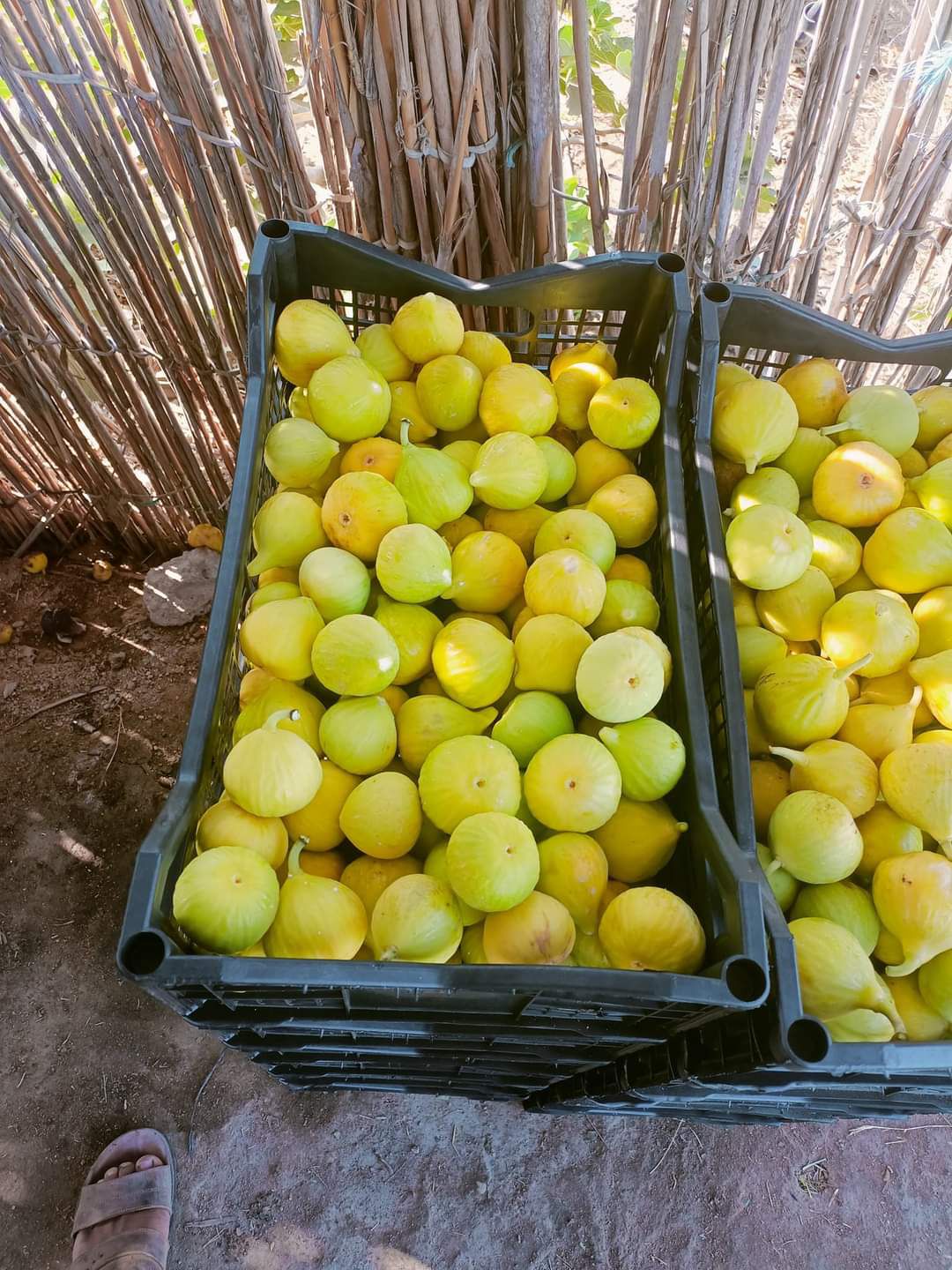 Gula fikon