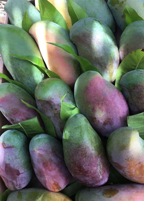 Mango sedika 3kg