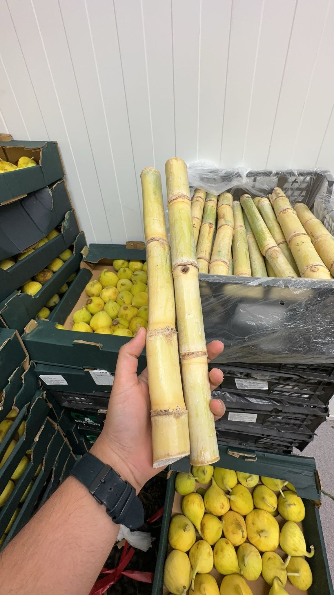 Sockerrör 3kg
