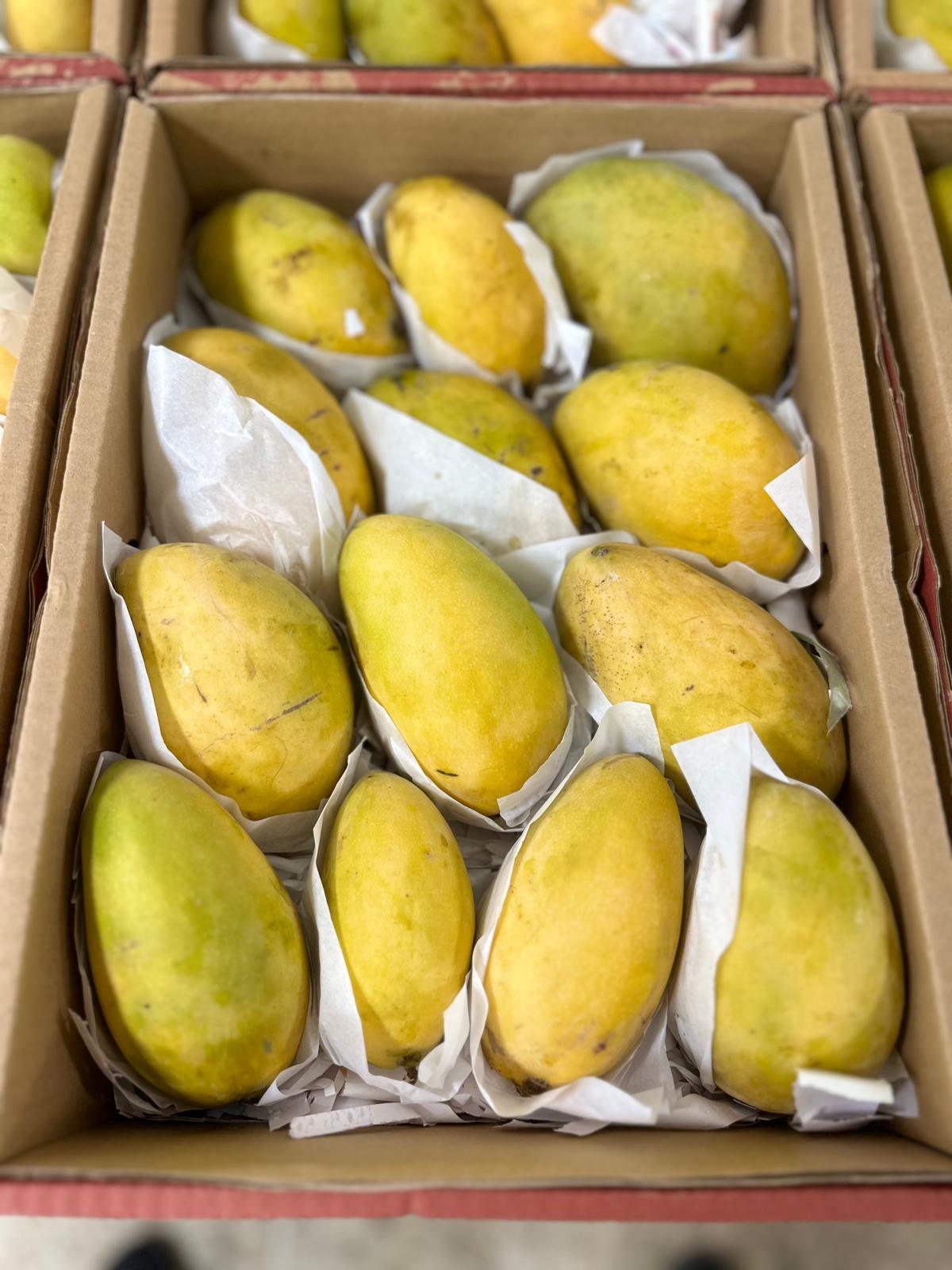 Mango ewes 3kg