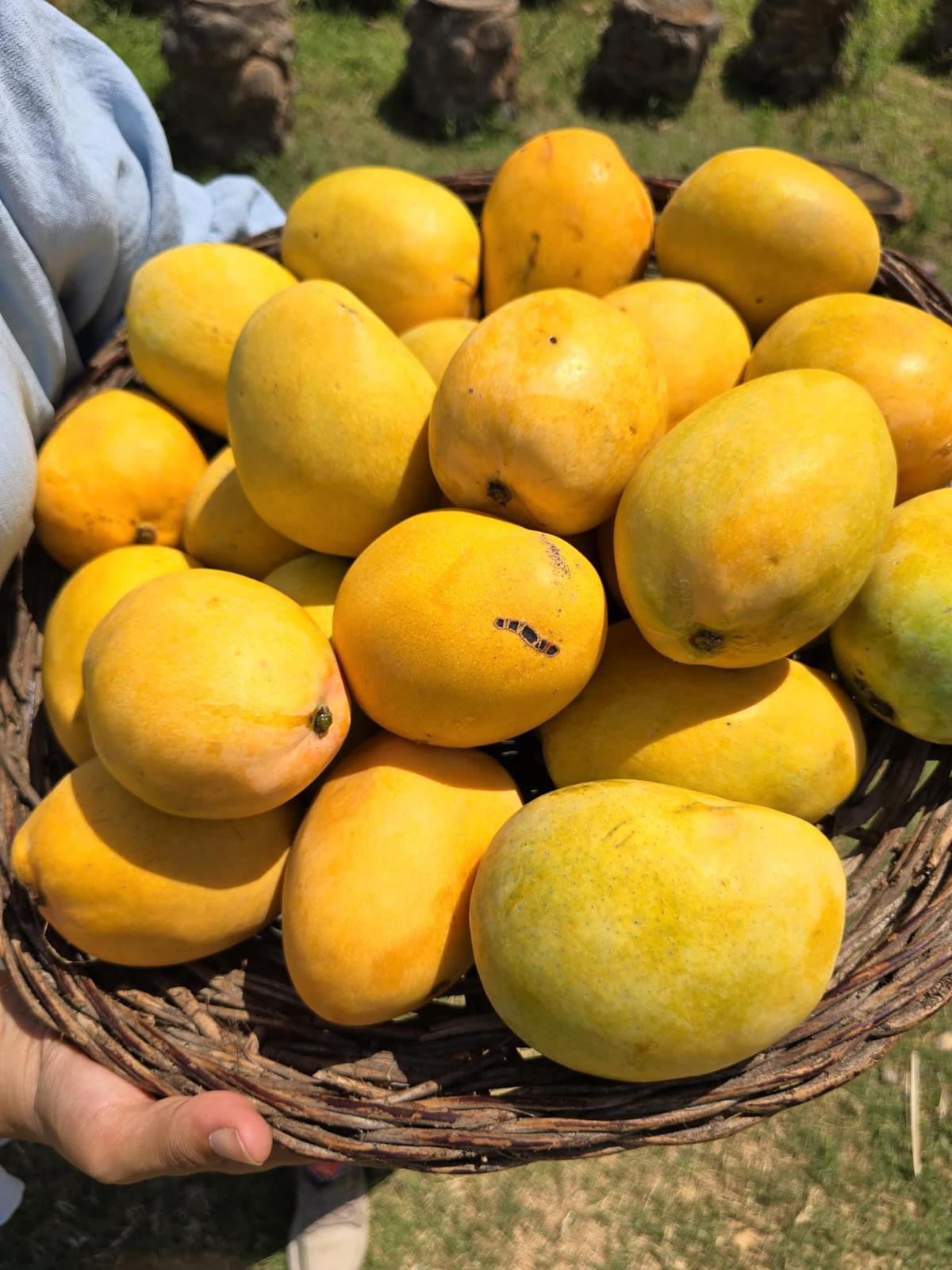 Mango sukkari 3kg