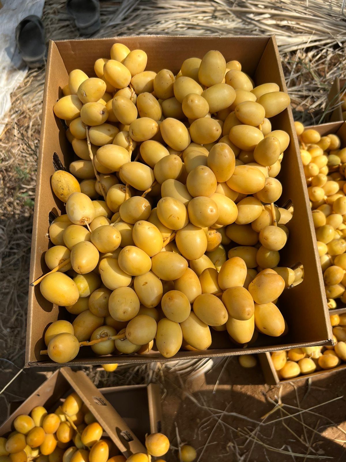 Dadlar barhi 4kg