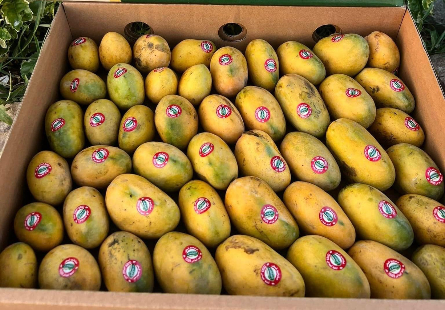 Mango fass 2kg