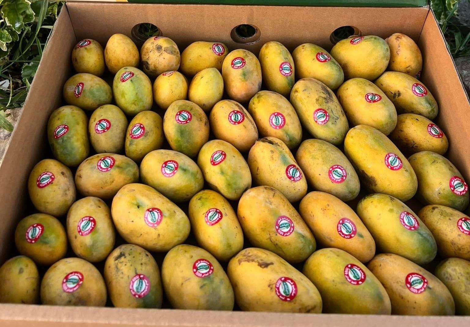 Mango fass 2kg