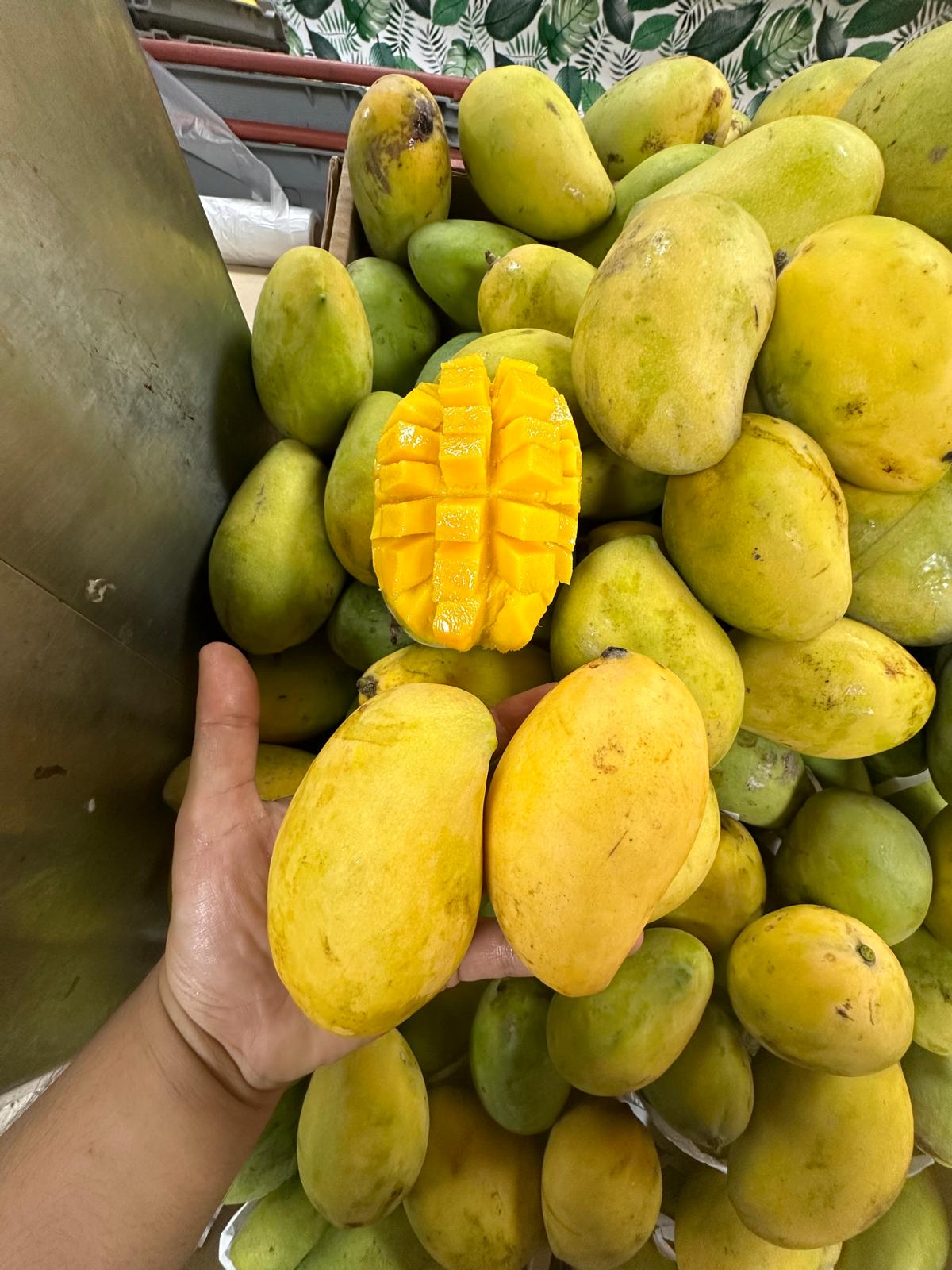 Mango ewes 3kg